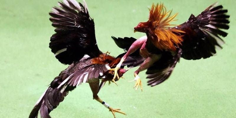 Đá gà Thomo vô cùng chuyên nghiệp và uy tín cho người chơi