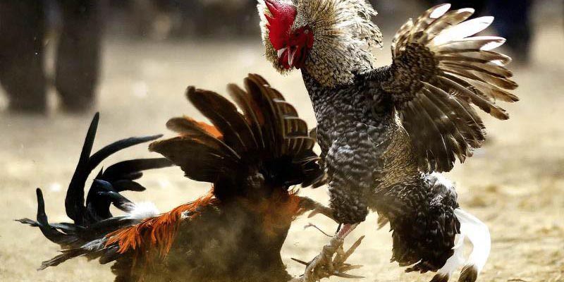 Đá gà Thomo nhiều hình thức khác nhau để lựa chọn